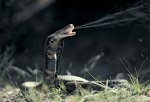 spitting_cobra..jpg spitting_cobra..jpg