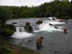 manybearsatfalls.jpg
