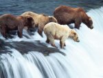 Brown_Bears%2C_Katmai_National_Park%2C_Alaska.jpg