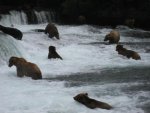 more-fishing-bears.jpg