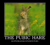 ihasafunny-the-public-hair-funny-rabbits.jpg