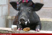 Bacon-eating-breakfast--45494.jpg