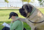 giant_mastiff holy moley.jpg giant_mastiff holy moley.jpg