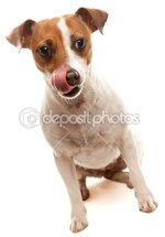dep_2354987-Jack-Russell-Terrier-Licking-Lips.jpg