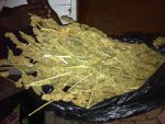 spliff.jpg
