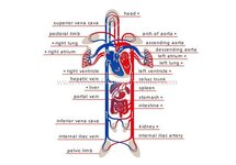 schema-circulation.jpg