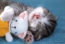 kitty.jpg