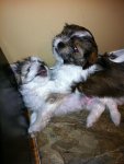 puppiesplaying.jpg