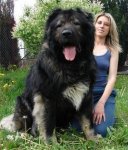Newfoundland-dog8.jpg