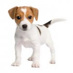 the-origin-of-dogs_1.jpg the-origin-of-dogs_1.jpg