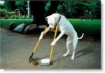 dog poop scooping.jpg