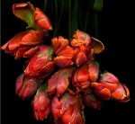 group of parrots5.jpg