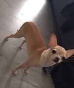 lola.jpg