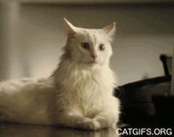 ears_cat_gifs.jpg