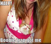 funny-pictures-cat-fell-for-boobie-trap.jpg