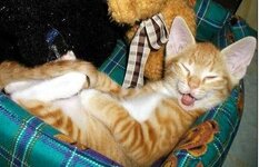 smilecat6.jpg