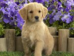 Yellow Labrador Puppy.jpg