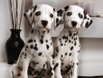 Dalmatian Pair.jpg