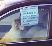 dog_in_a_car_the_ac_is_on_he_has_water_and_is_li.jpg