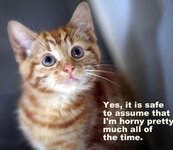 cat-001.jpg