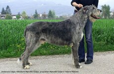 irish-wolfhound.jpg