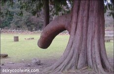 funny_tree_penis8022.jpg funny_tree_penis8022.jpg