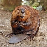 fyp-beaver.jpg fyp-beaver.jpg