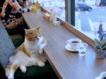 coffee_cat.jpg