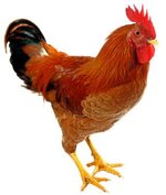 roosters_av2.jpg