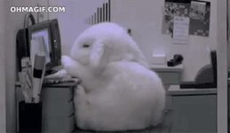 cute-rabbit-falling-asleep.jpg