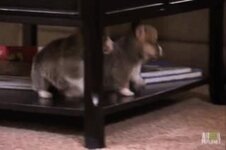 corgi.jpg