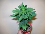 weed-plant-solo-cup-ready-to-transplant.jpg