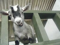 sheep.JPG