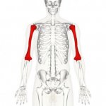 arm bone.jpg
