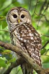 hoot-owl-christina-rollo.jpg