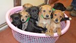 seven-puppies-dumped-in-laundry-basket-over-christmas-136395209565003901-141230102928.jpg