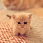 cutest-animals-baby-animals.jpg