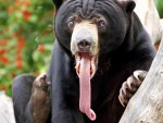 Animals_Beasts_Bear_with_long_tongue_020242_29.jpg
