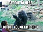 harambe-memes-2.jpg