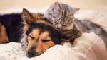 DogAndCatOnBed850.jpg