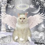 cat-paws-kittens.jpg