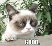 003810ad19e8eab7754106736ec03644--funny-cats-funny-animals.jpg