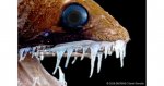 25-deep-sea-creatures-that-will-creep-you-out-ribbon-sawtail-dragonfish.jpg