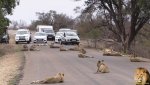 lion.jpg