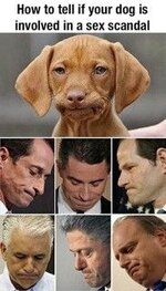 dog.jpg